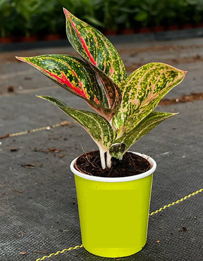 2" Custom Asst: Aglaonema Golden Powder